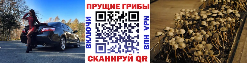 OMG сайт  Кашин  Галлюциногенные грибы Psilocybe 